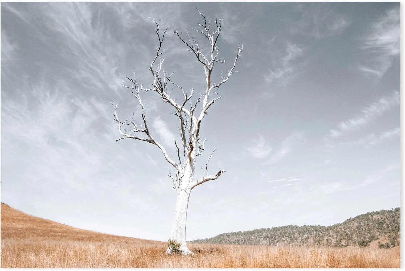 Ancient Tree, Darlington, South East Queensland