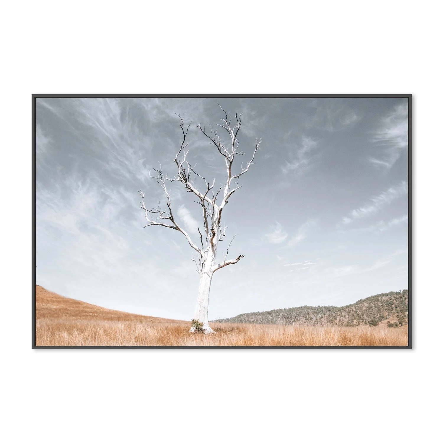 Ancient Tree, Darlington, South East Queensland - Image 3