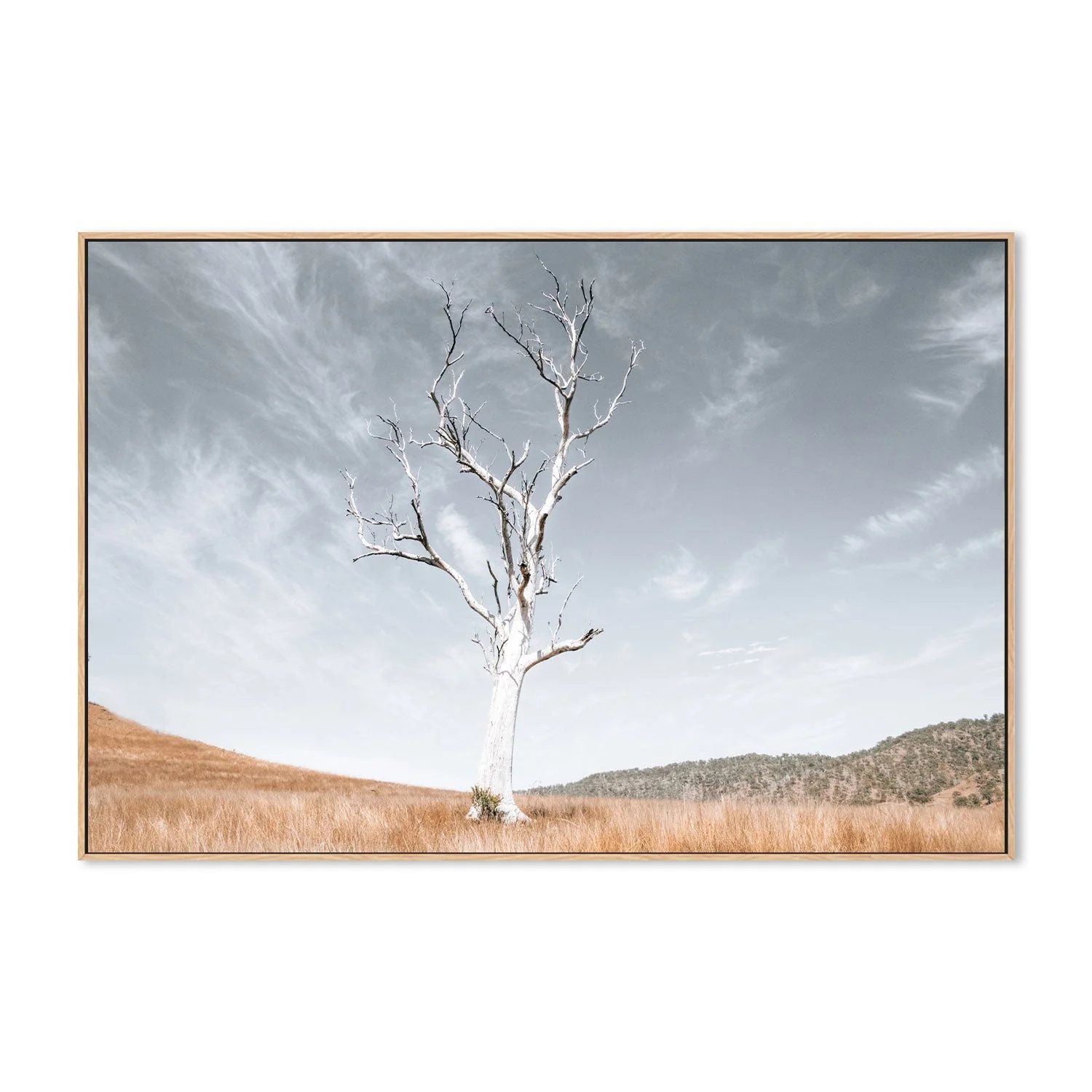 Ancient Tree, Darlington, South East Queensland - Image 4