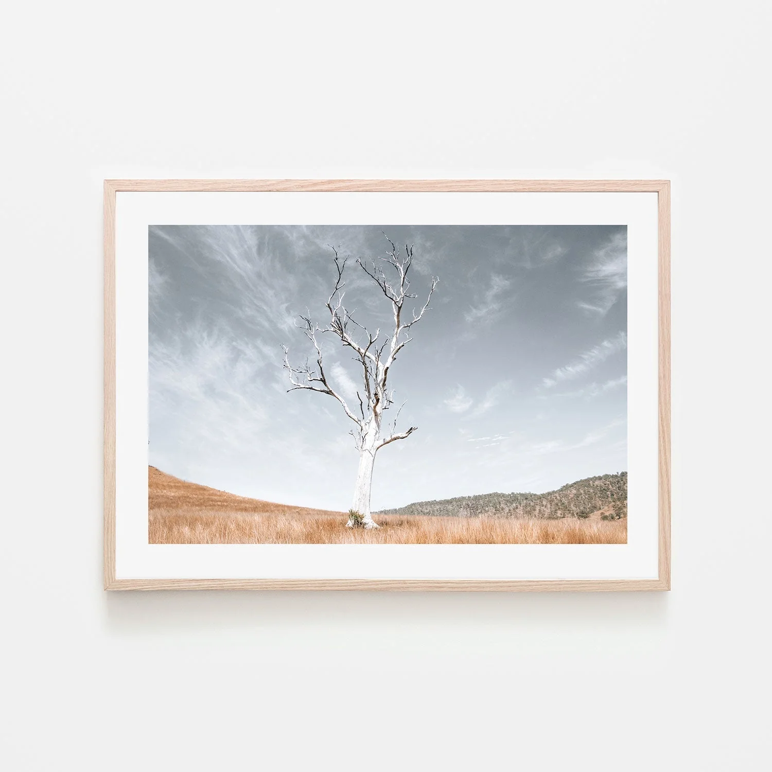 Ancient Tree, Darlington, South East Queensland - Image 6