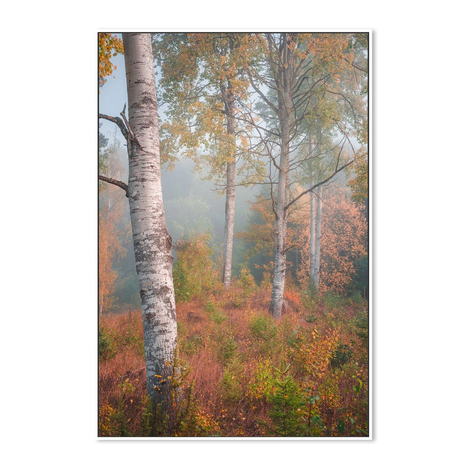 Autumn Birchtrees - Image 5