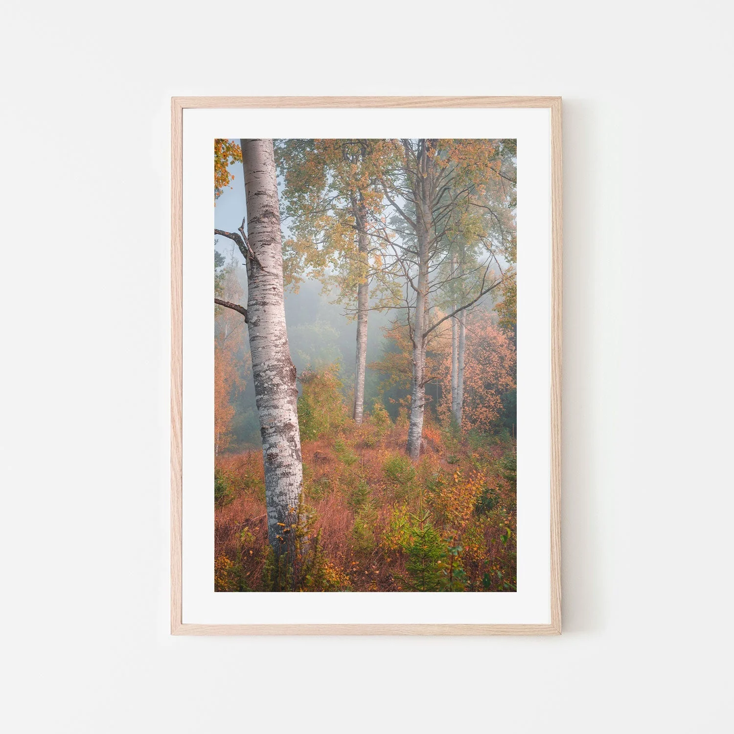 Autumn Birchtrees - Image 6