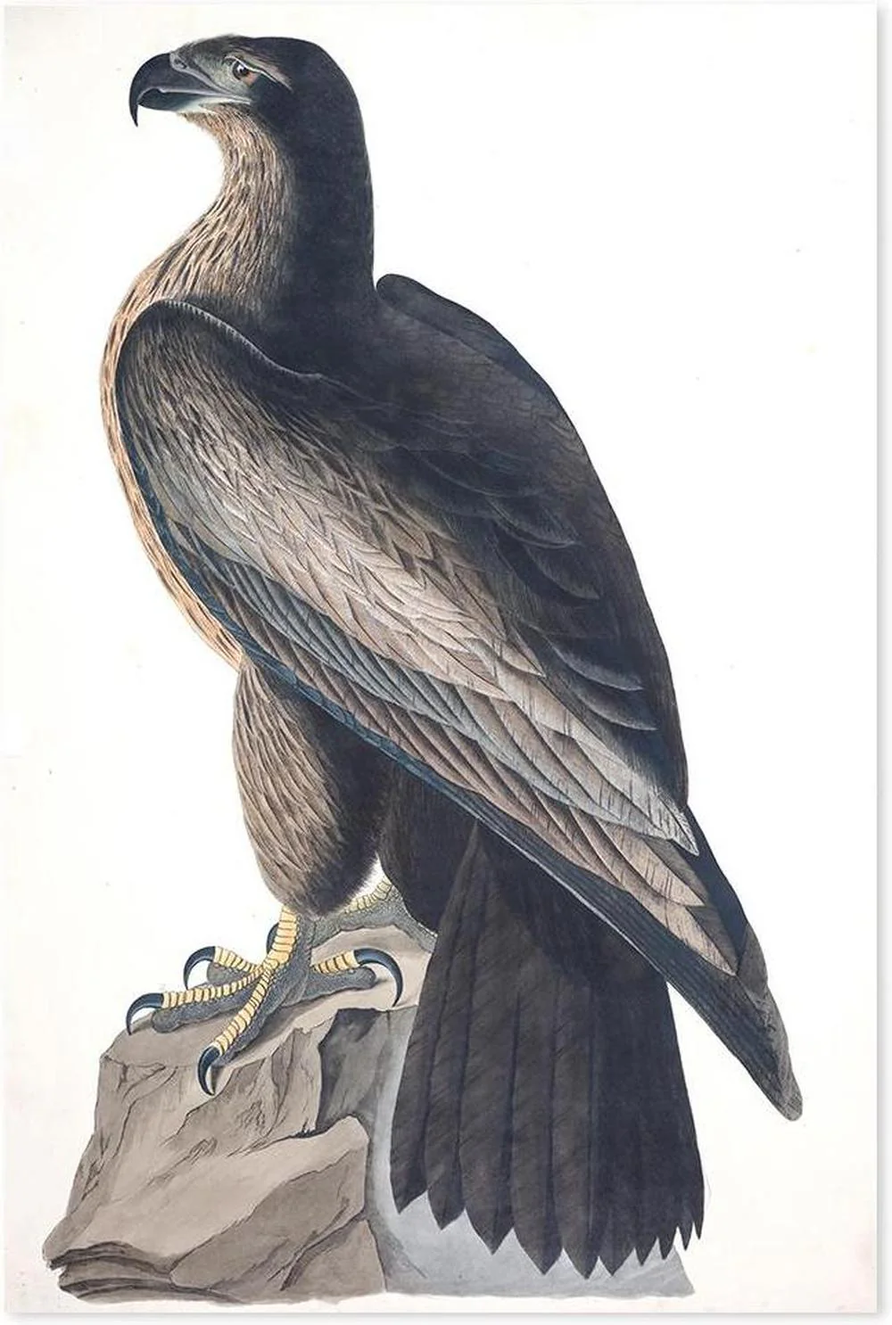 Bird Of Washington, By John James Audubon