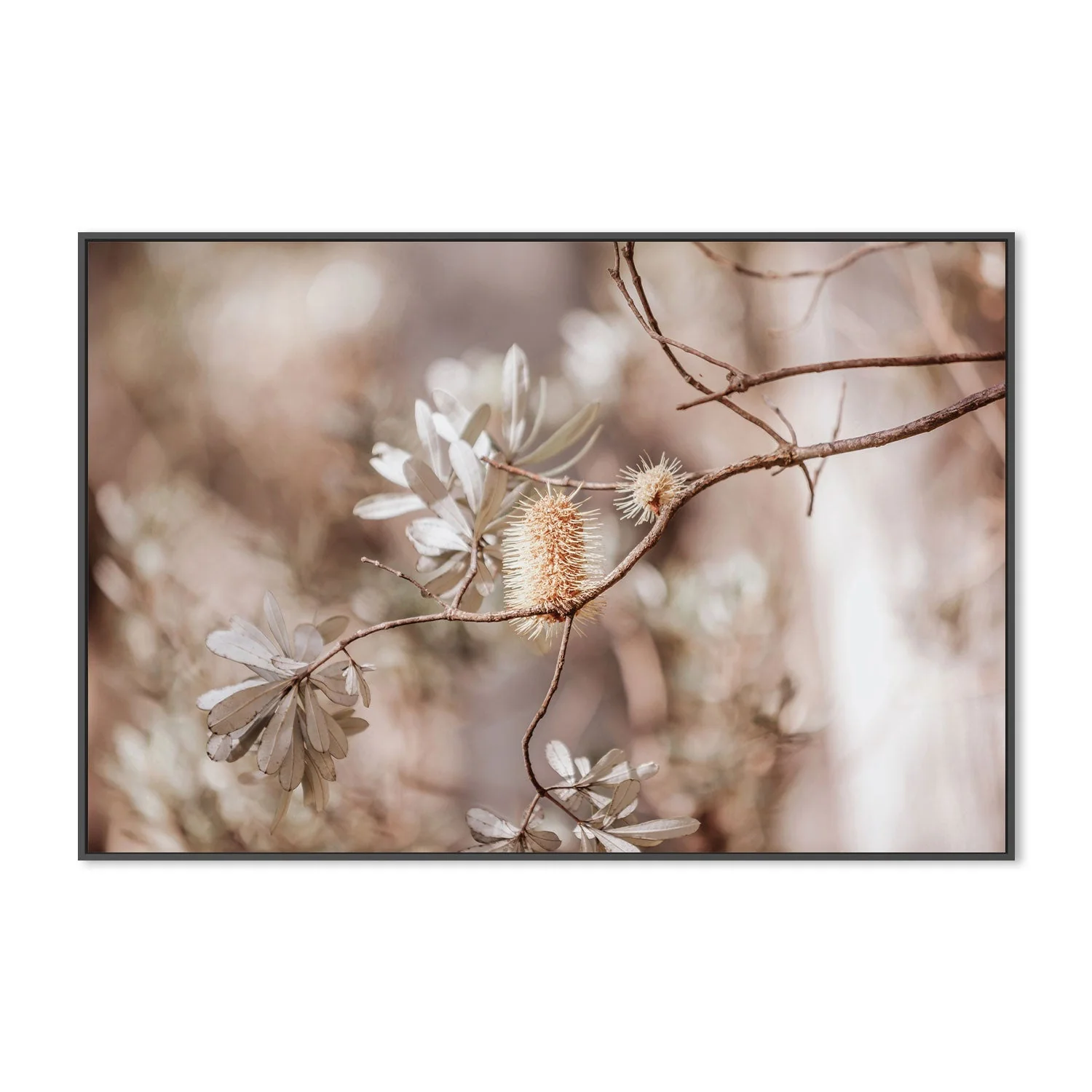 Brown Bohemian Native Plants - Image 3