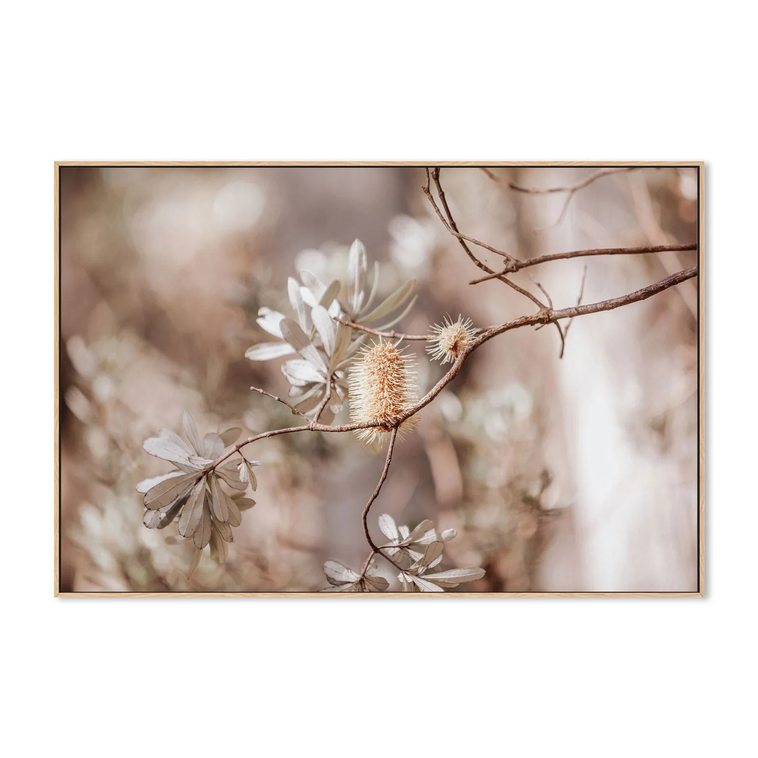 Brown Bohemian Native Plants - Image 4