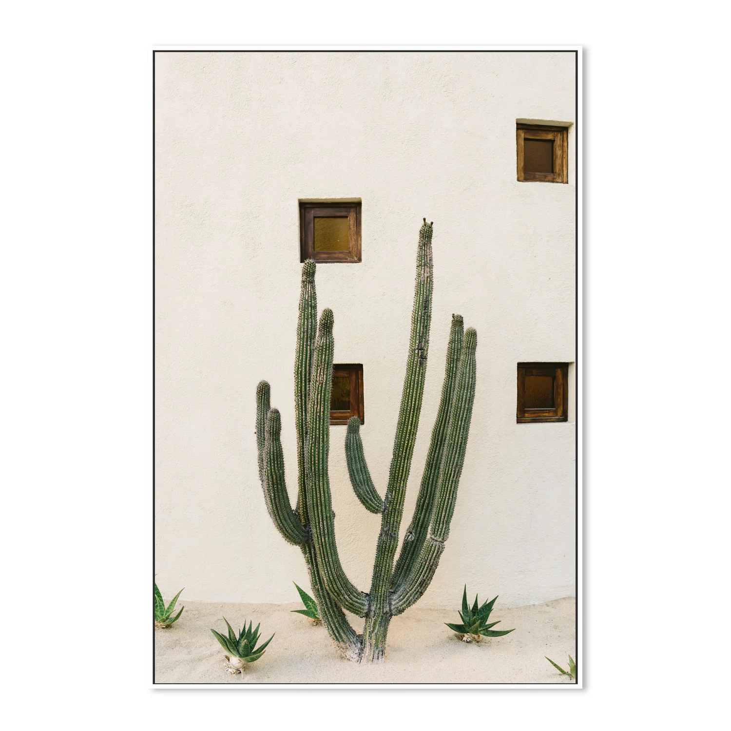 Cabo Cactus IX - Image 5