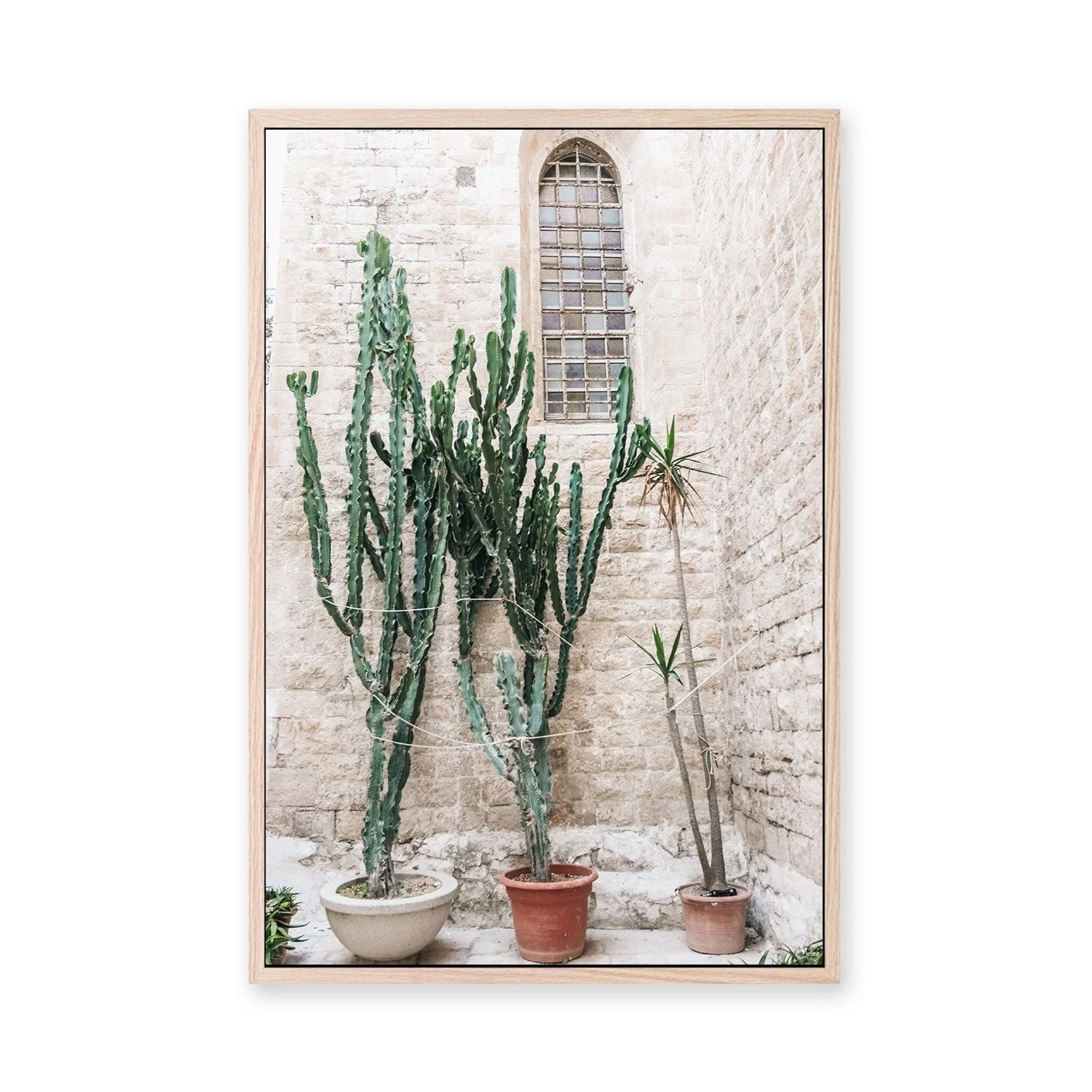 Cacti of Puglia, Puglia, Italy - Image 6