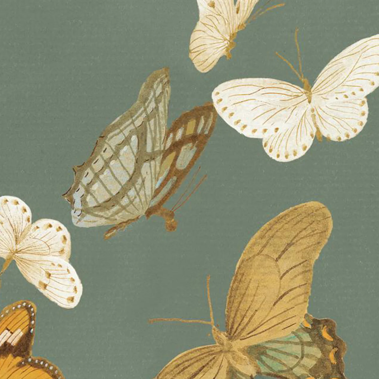 Chrysanthemum Butterflies Sage - Image 11