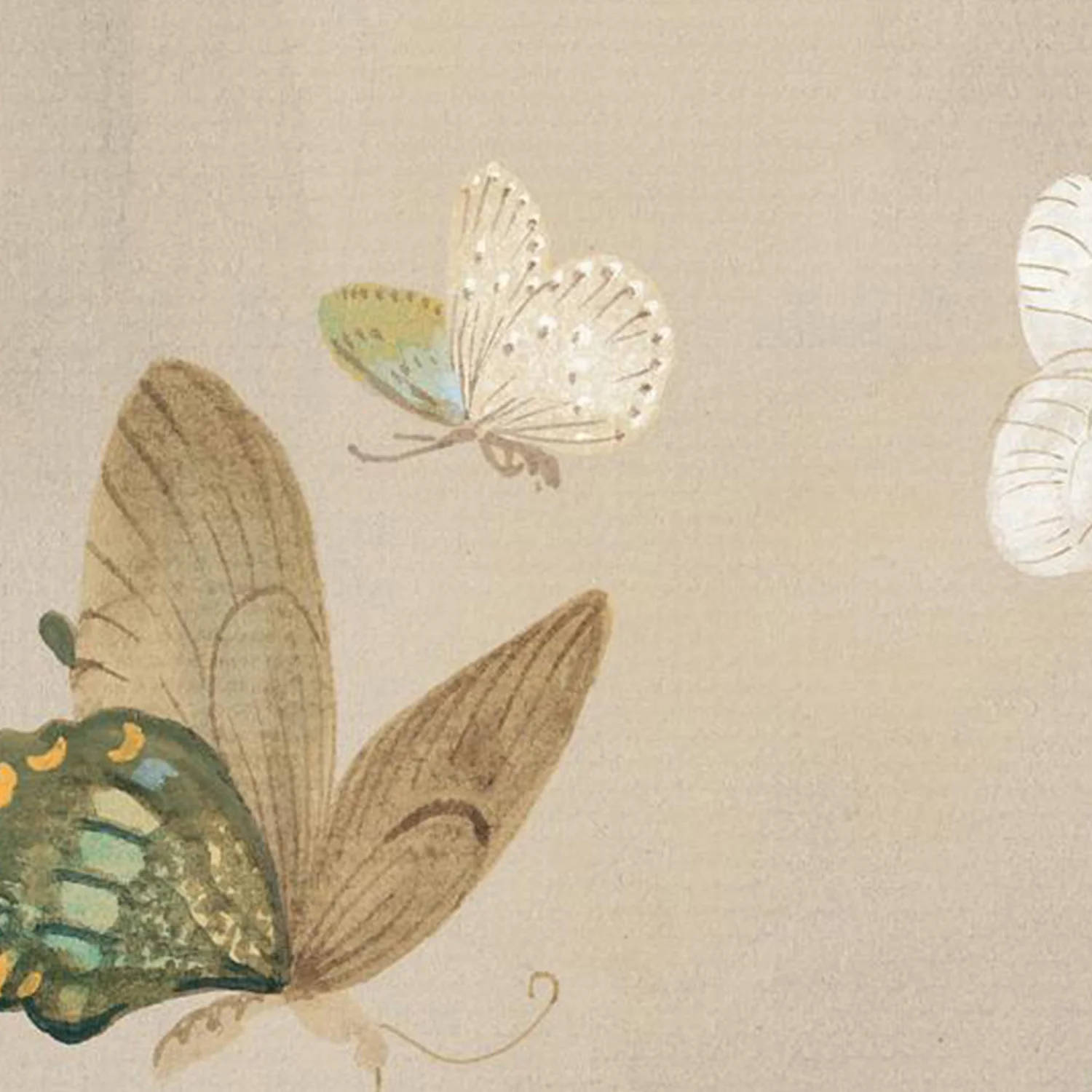 Chrysanthemum Butterflies v2 - Image 10