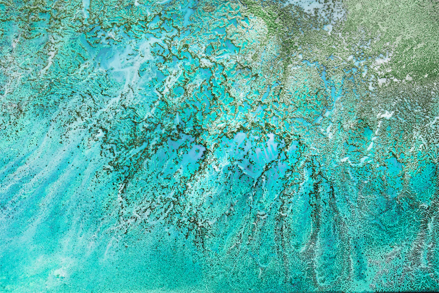 Coral Kingdom