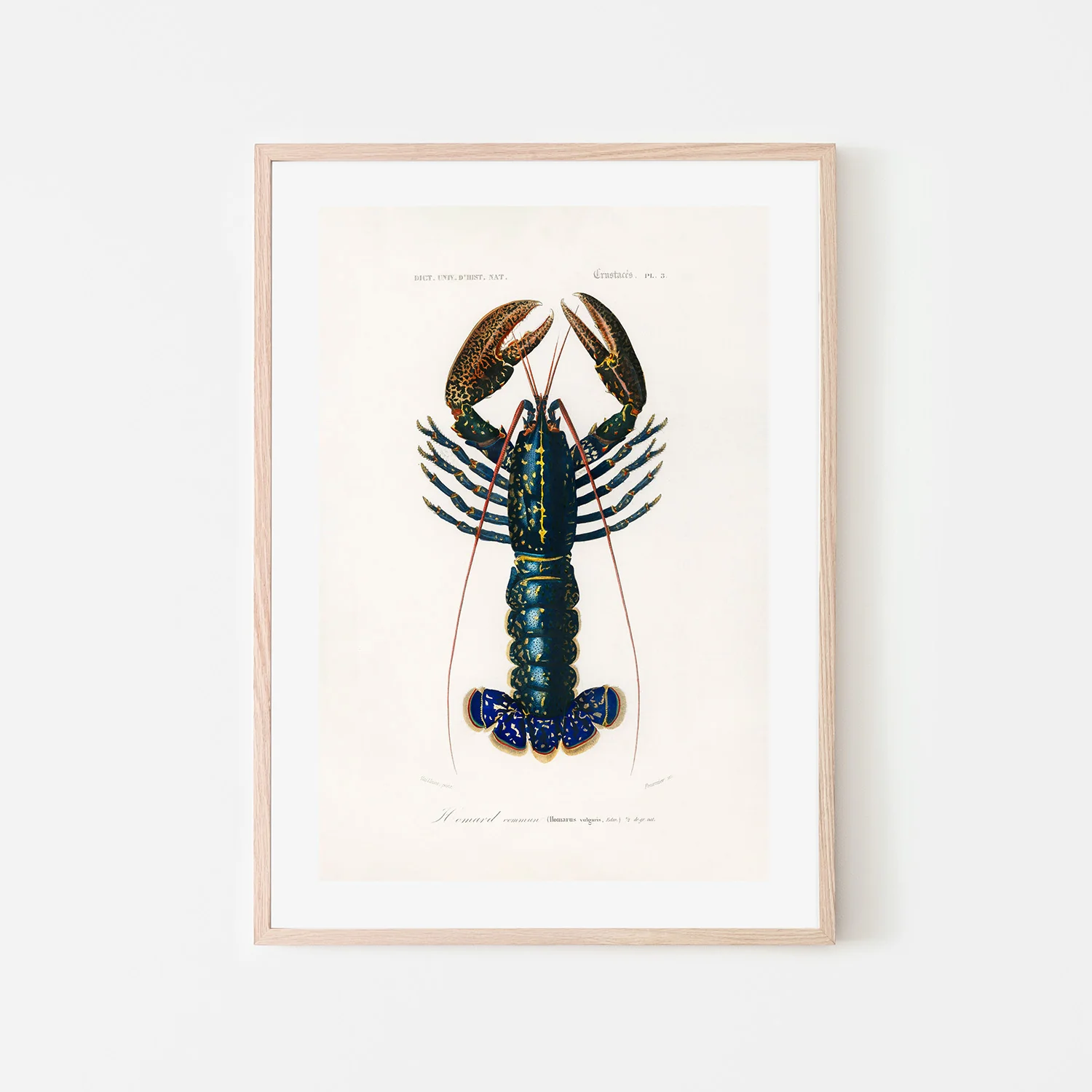 Crimson Crawfish - Image 6