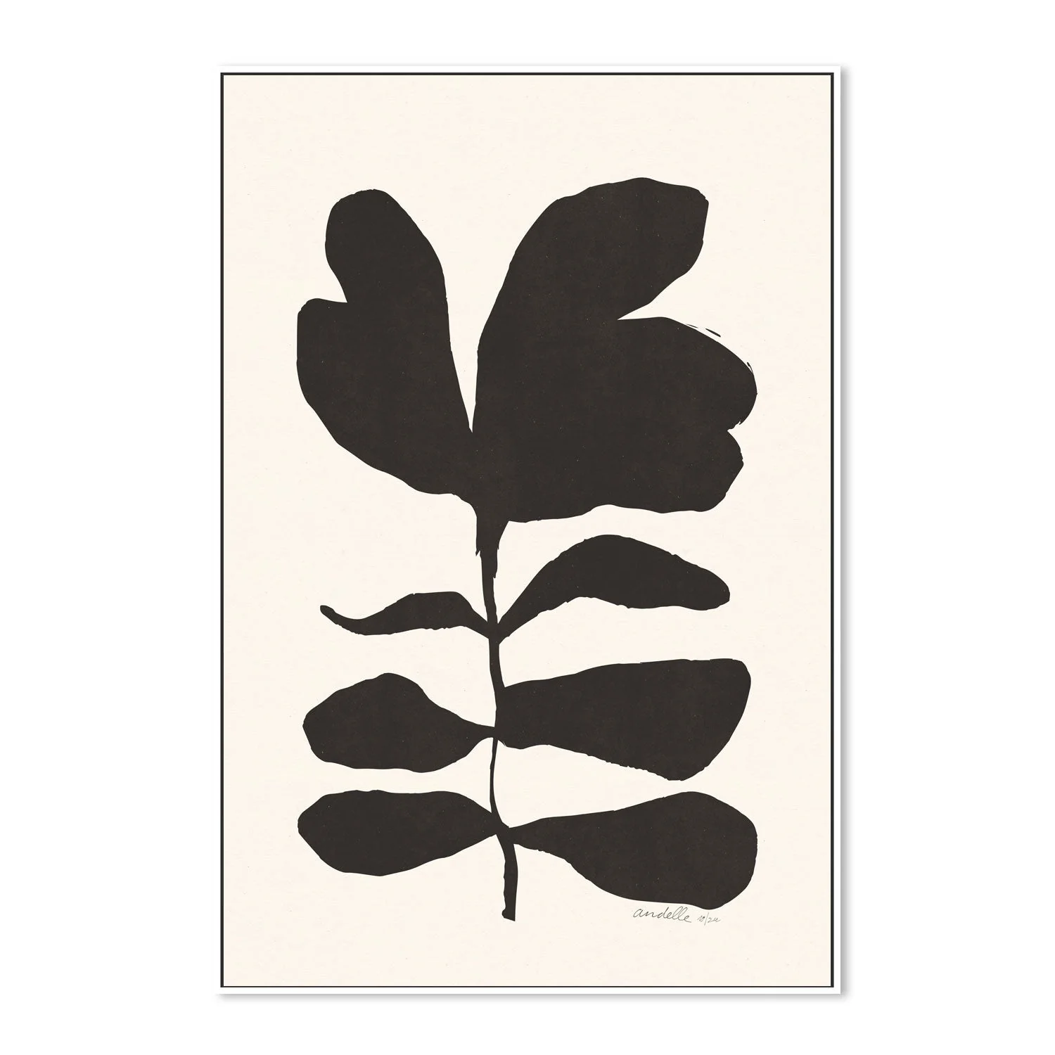 Crossandra - Image 5