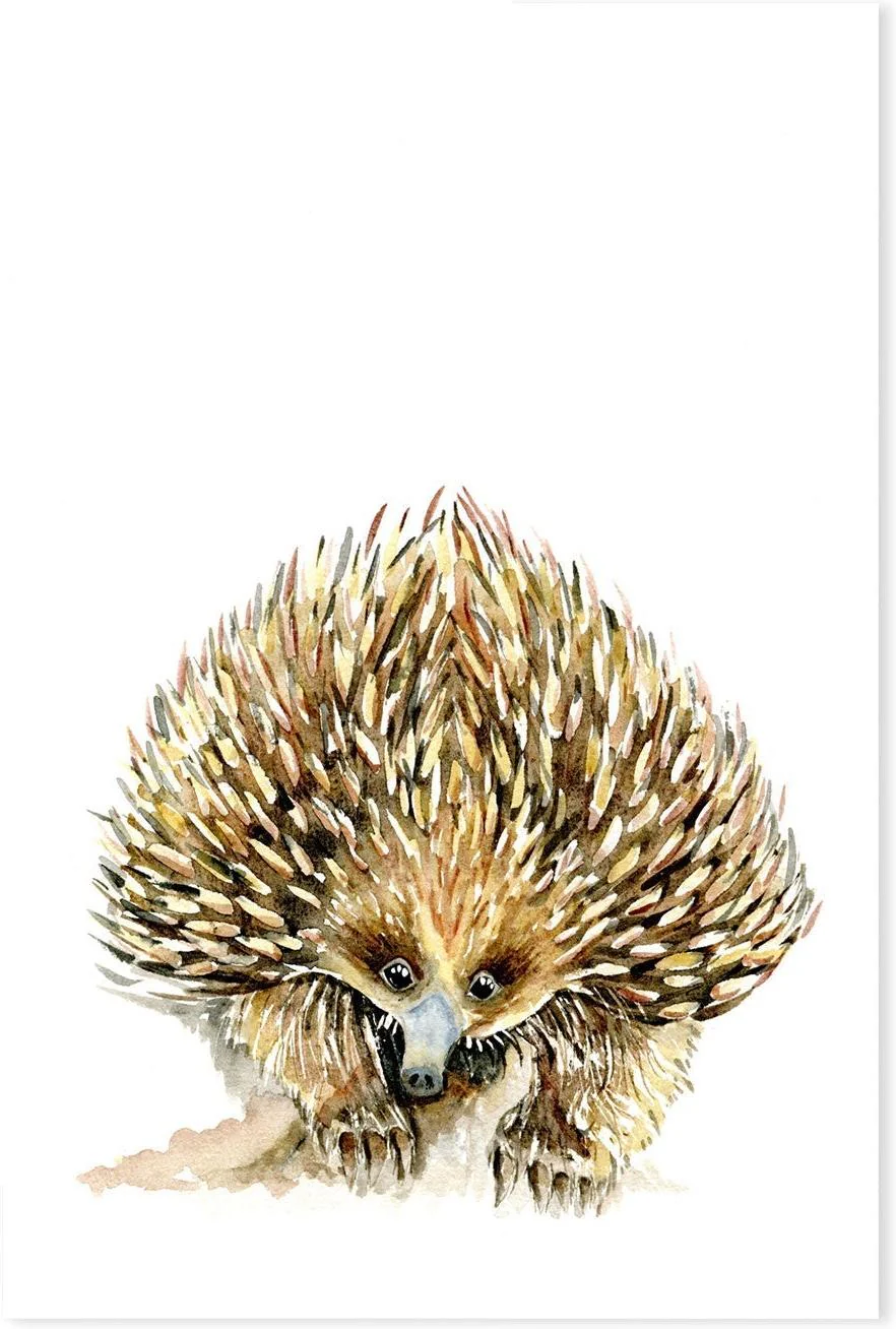Echidna