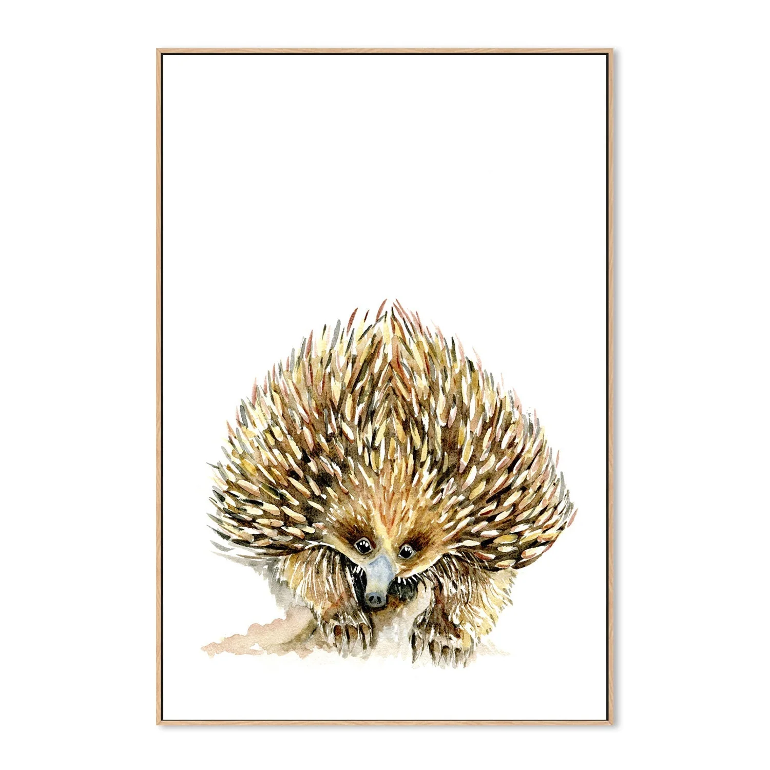 Echidna - Image 4