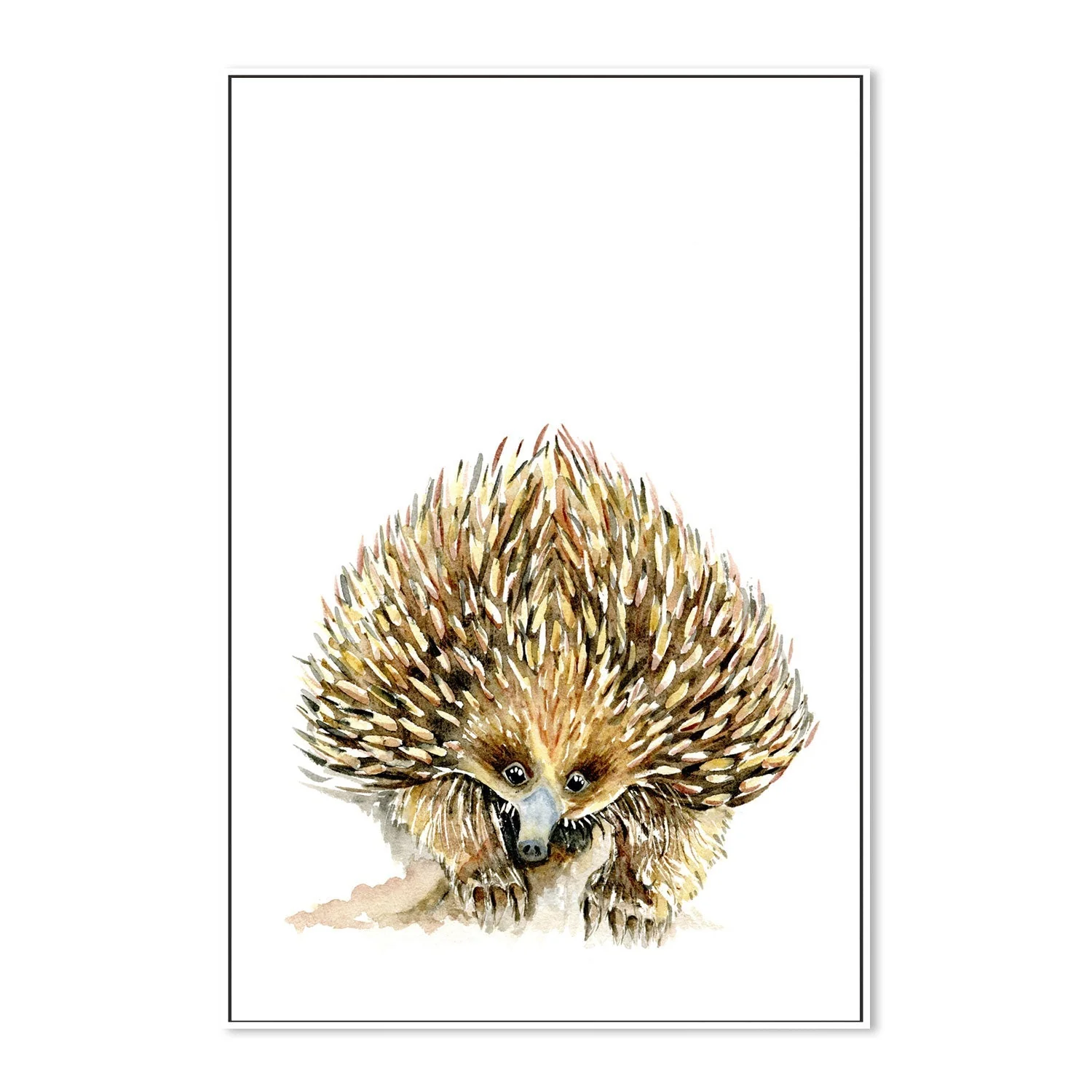 Echidna - Image 5