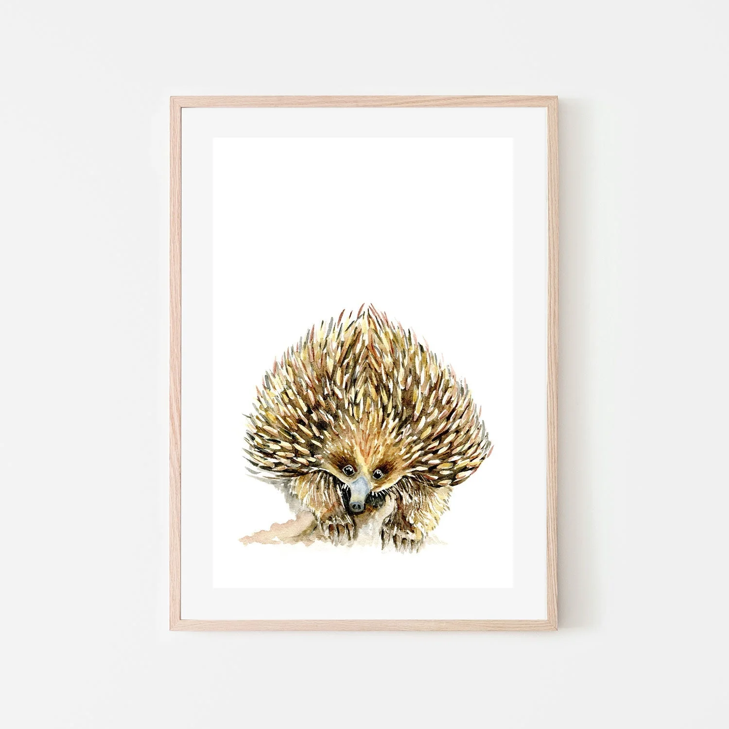 Echidna - Image 6