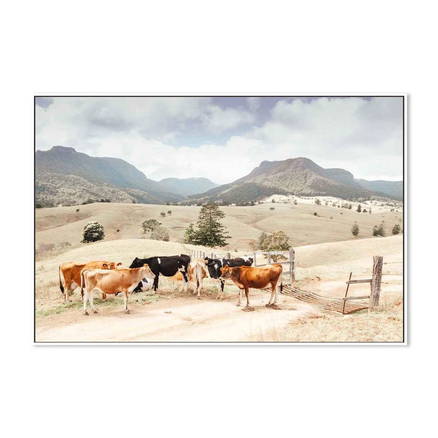 Farm Cows, Darlington, South East Queensland - Image 5