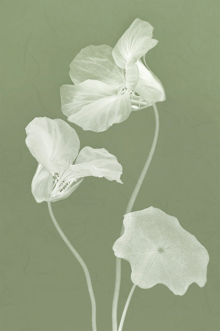 Floral Dancer, Style A