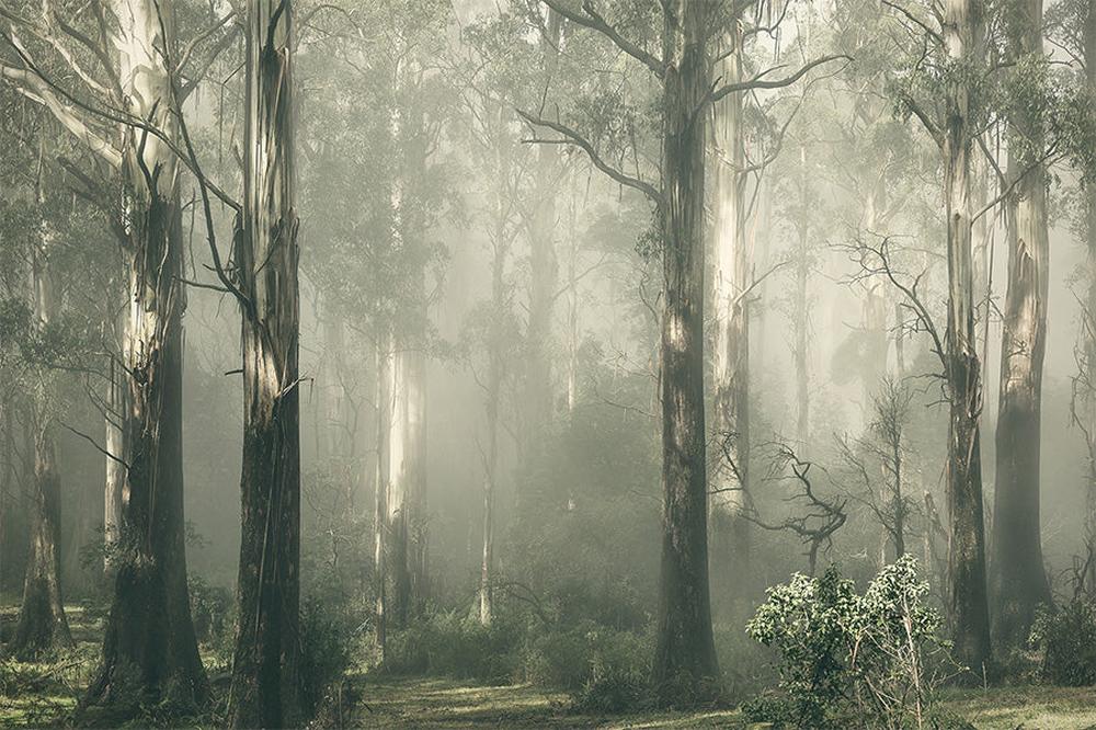 Forest Gum Trees on a Foggy Day, Shroud
