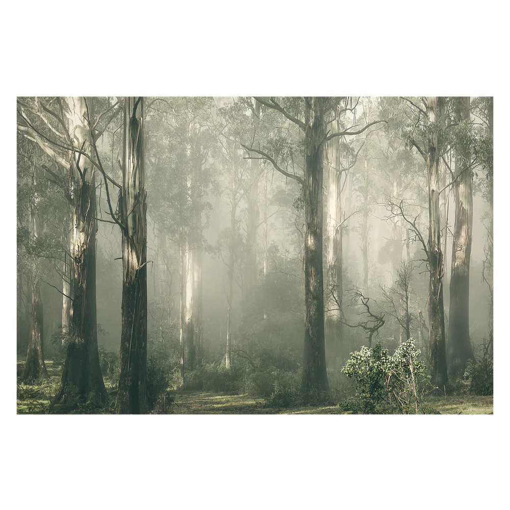 Forest Gum Trees on a Foggy Day, Shroud - Image 3