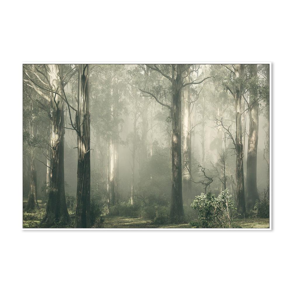 Forest Gum Trees on a Foggy Day, Shroud - Image 6