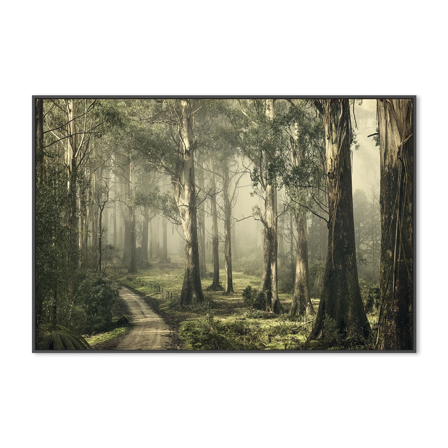 Forest on a Foggy Day, Silently Still - Image 3