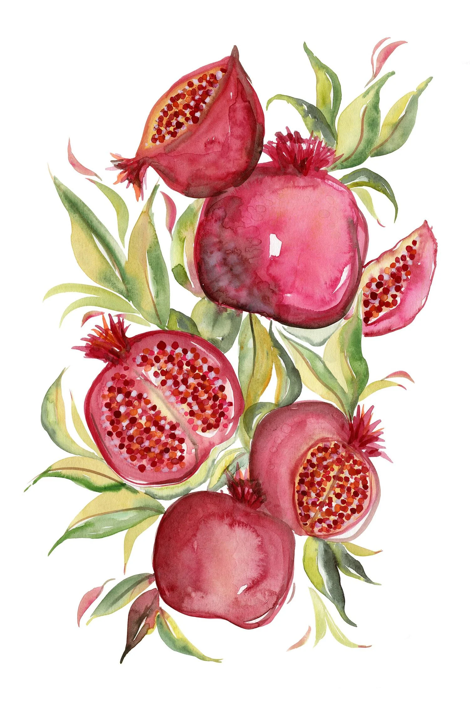 Fruit collection - Pomegranate