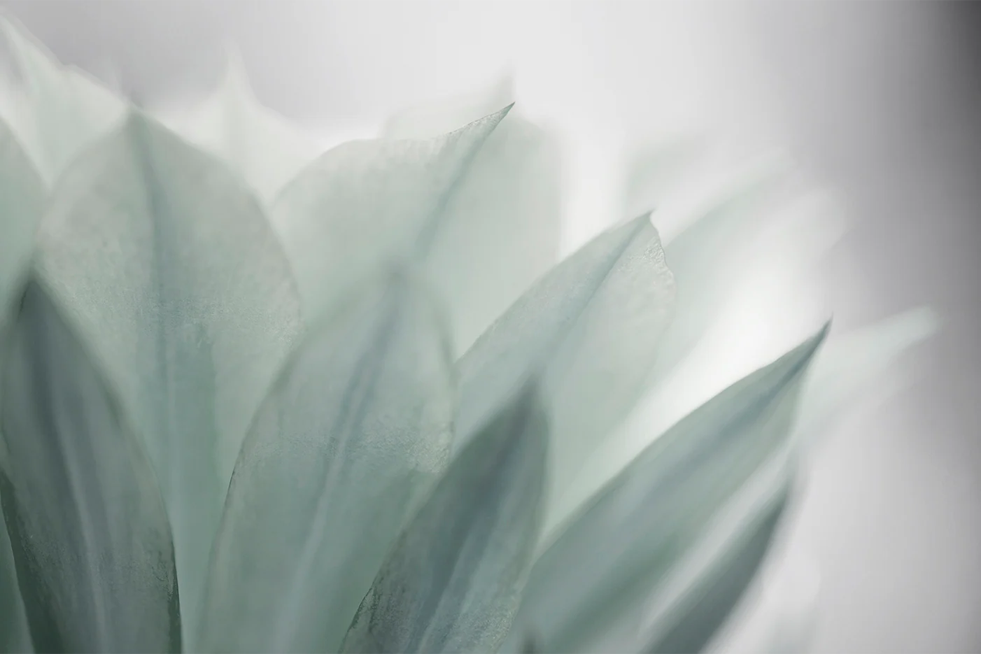 Green Leaves Blooming