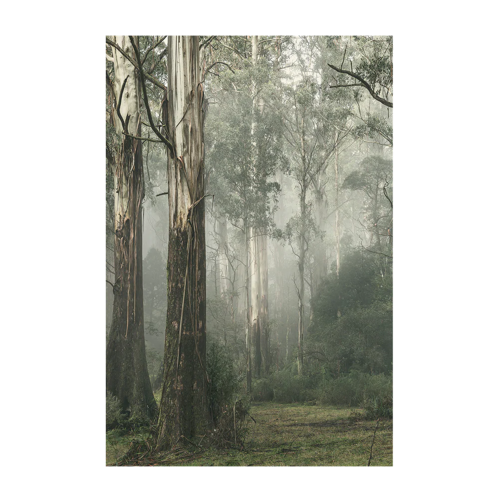 Gum Tree Forest on a Foggy Winter Day, Whist - Image 3
