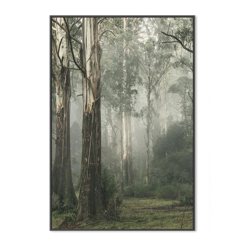 Gum Tree Forest on a Foggy Winter Day, Whist - Image 5