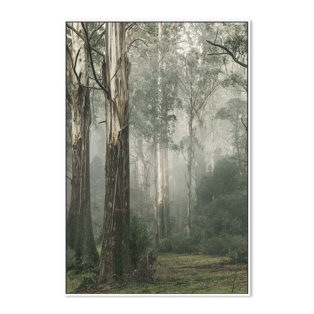 Gum Tree Forest on a Foggy Winter Day, Whist - Image 7
