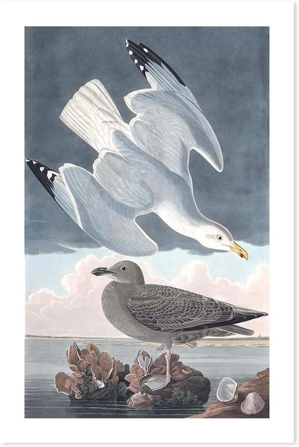 Herring Gull, By John James Audubon