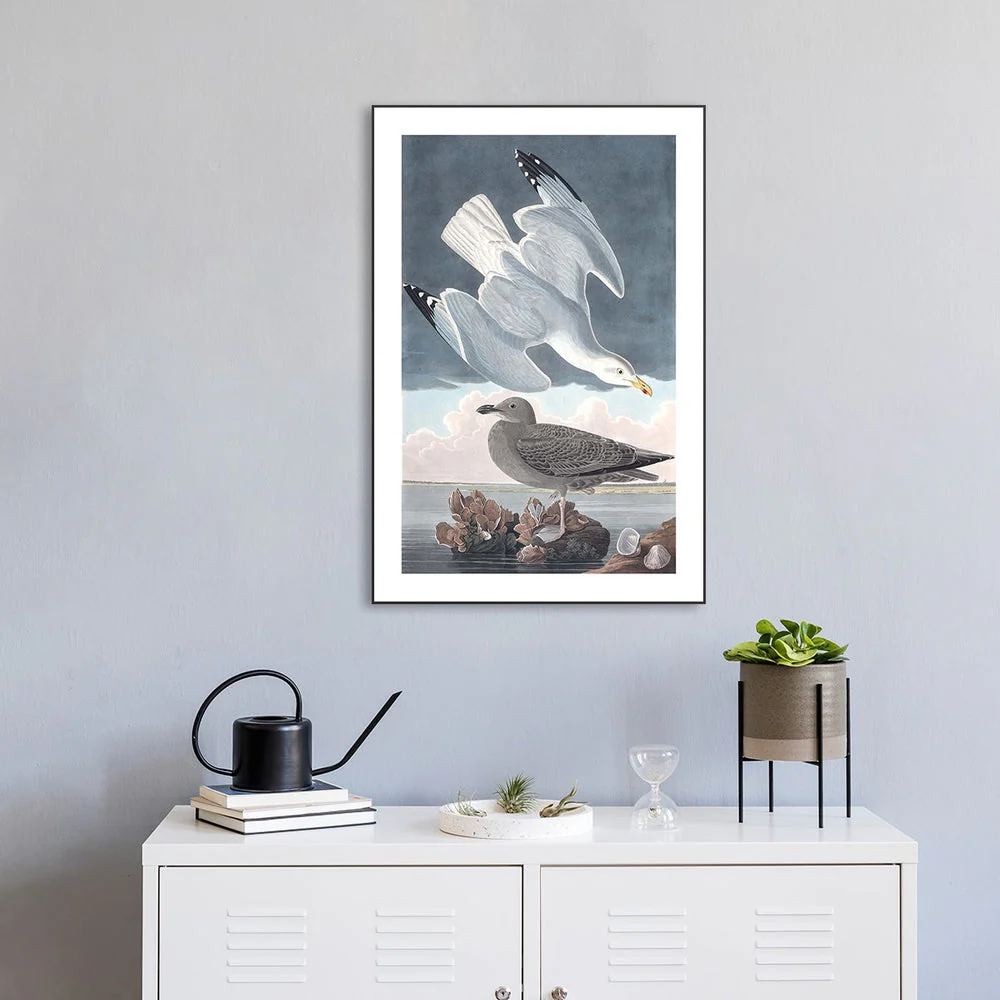 Herring Gull, By John James Audubon - Image 2