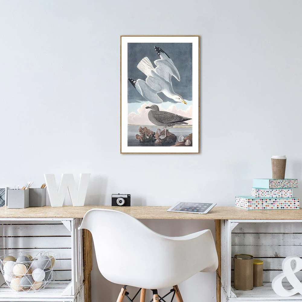 Herring Gull, By John James Audubon - Image 3
