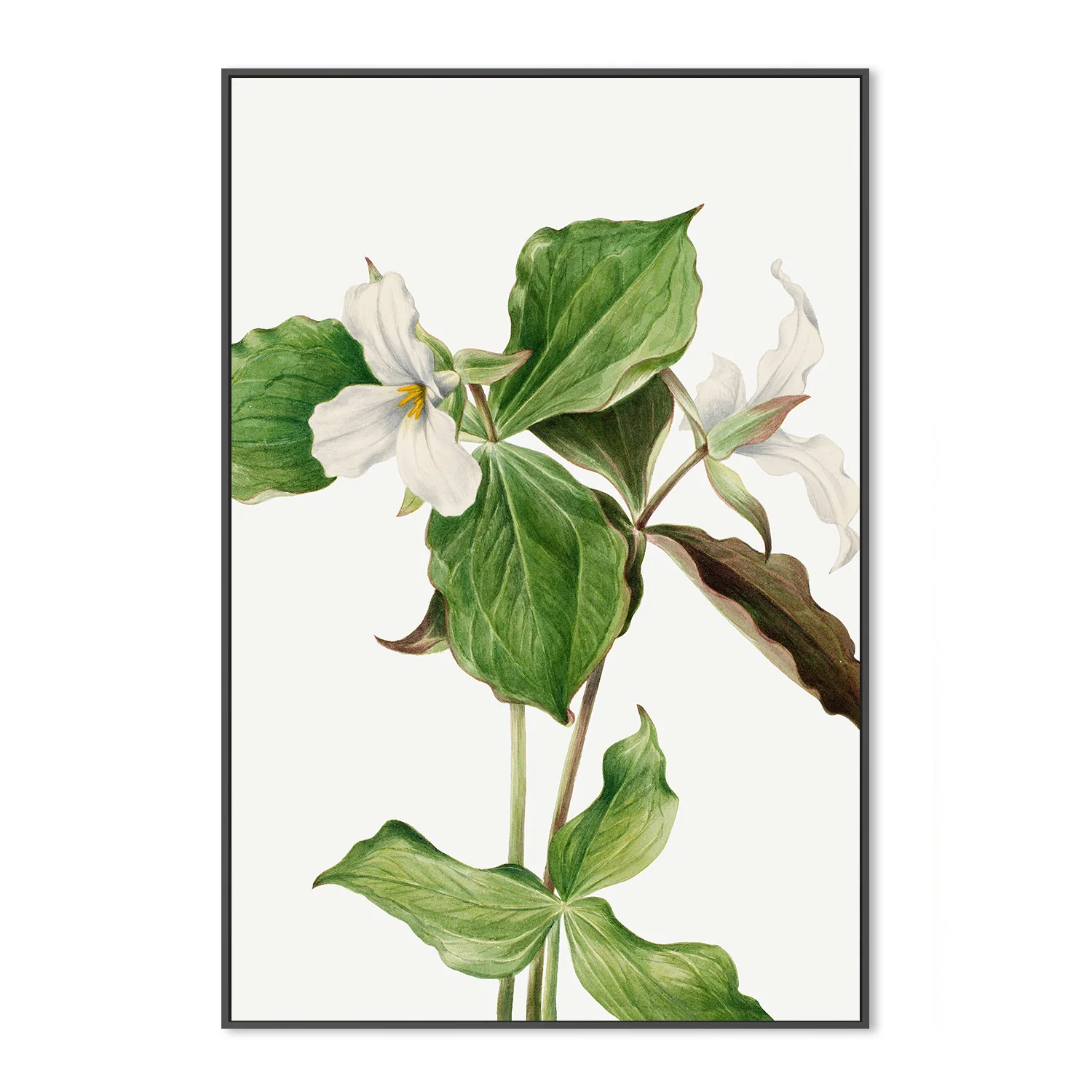 Large White Trillium - Image 3