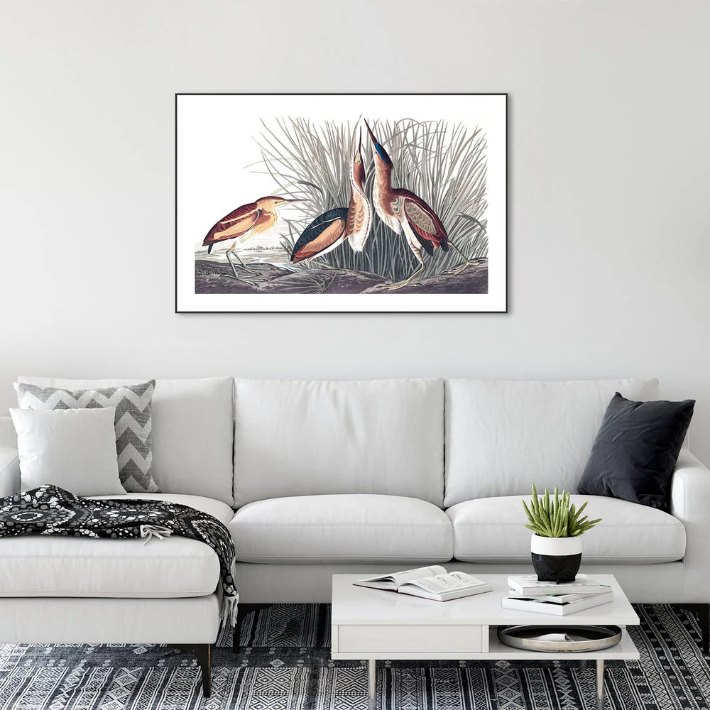 Least Bittern, By John James Audubon - Image 2