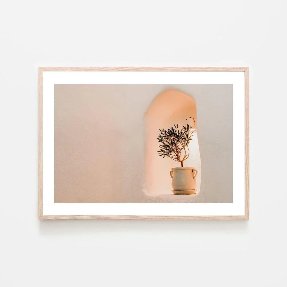 Little olive tree in flower Pot - Image 6