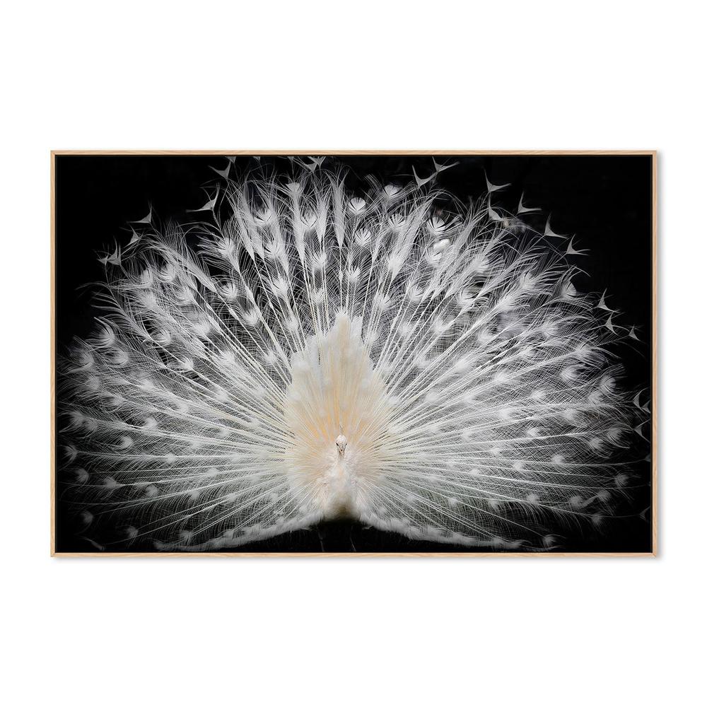Majestic White Peacock - Image 4