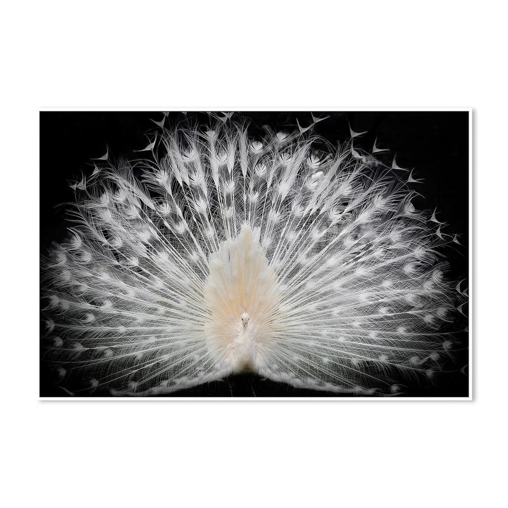 Majestic White Peacock - Image 5