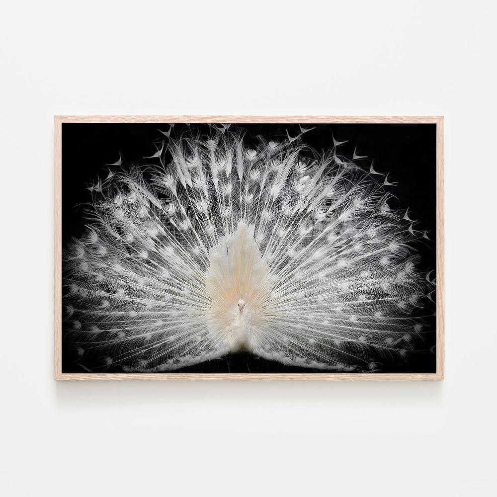 Majestic White Peacock - Image 6