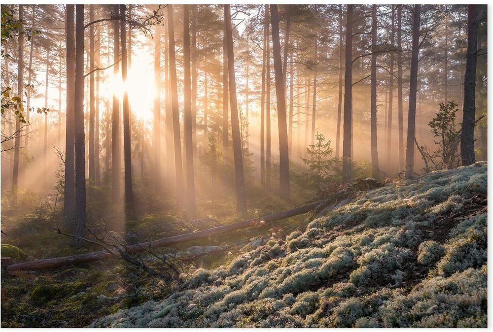 Misty Forest