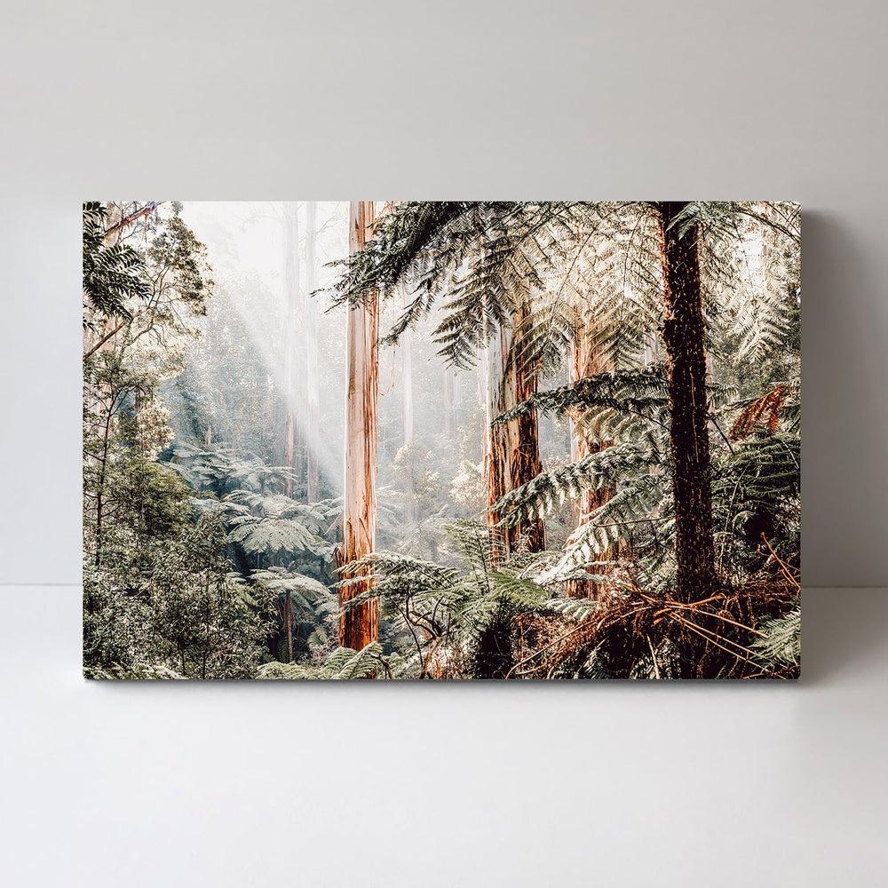 Native Australian Rainforest - Eucalyptus Trees And Ferns - Image 3