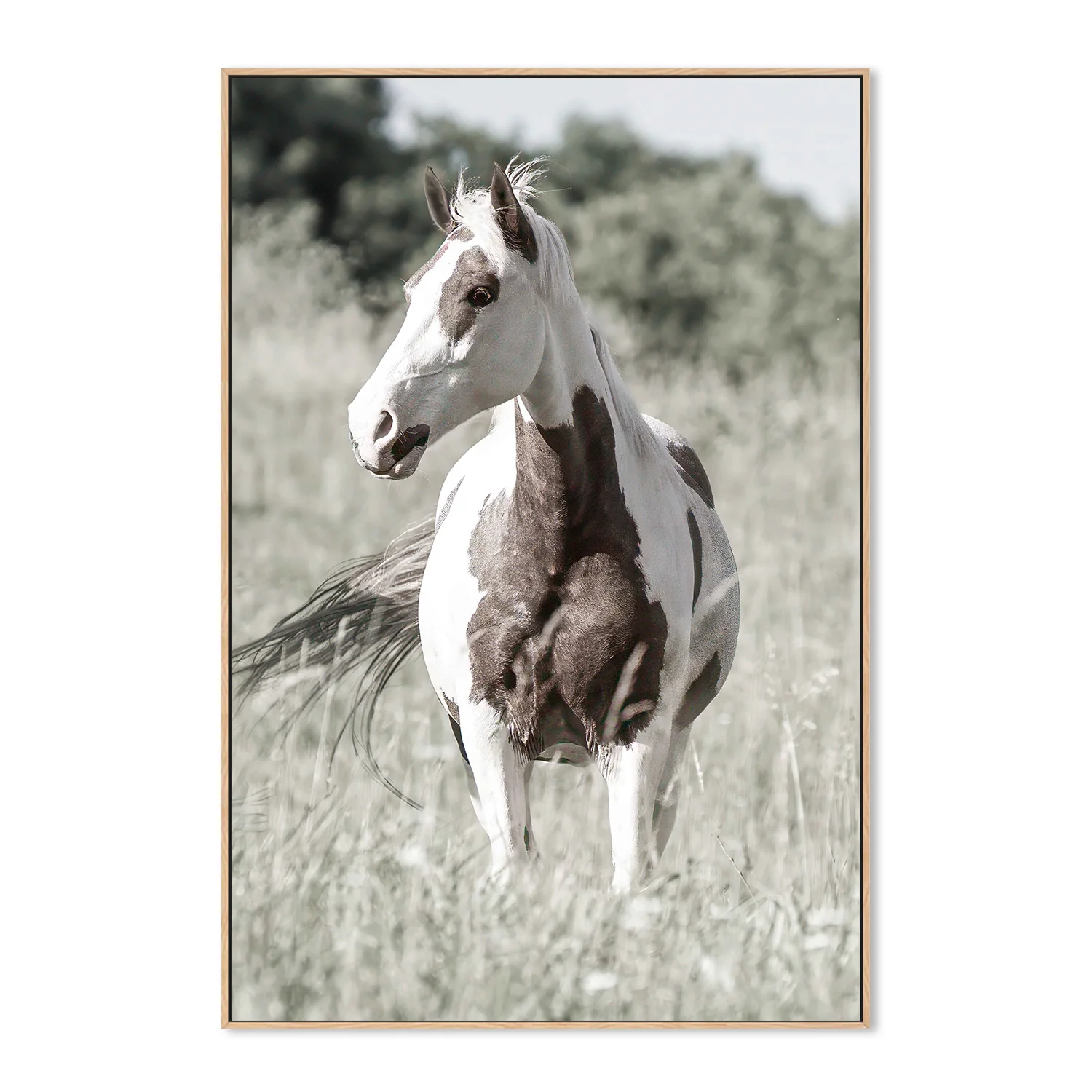 Pasture Grace - Image 4