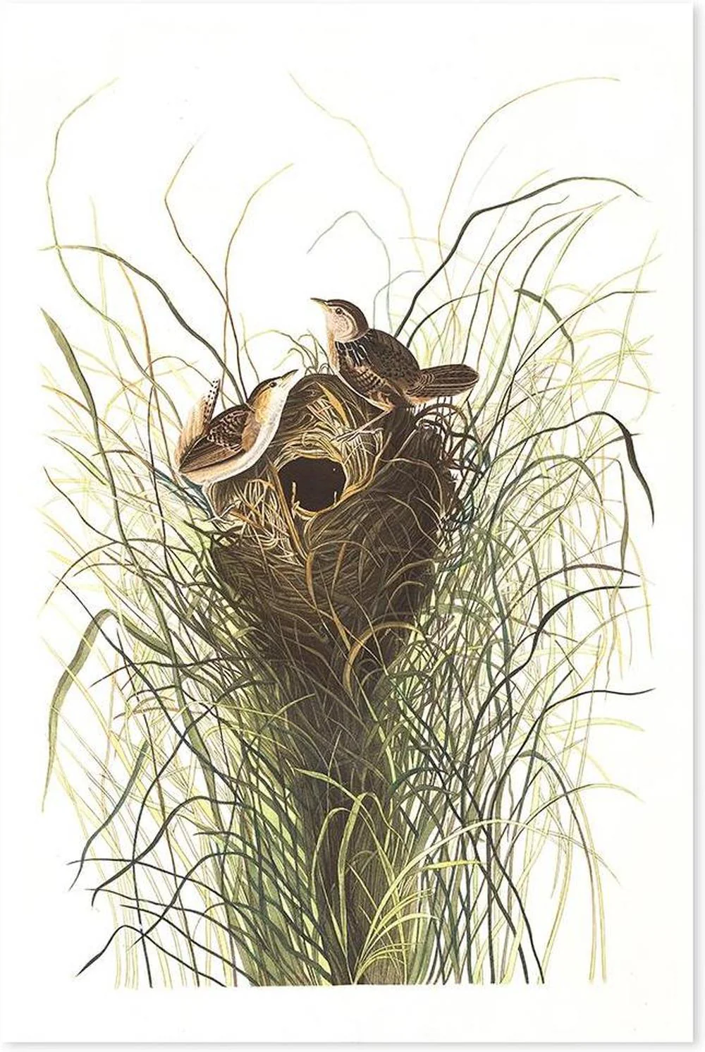 Nuttals Lesser Marsh Wren By, John James Audubon