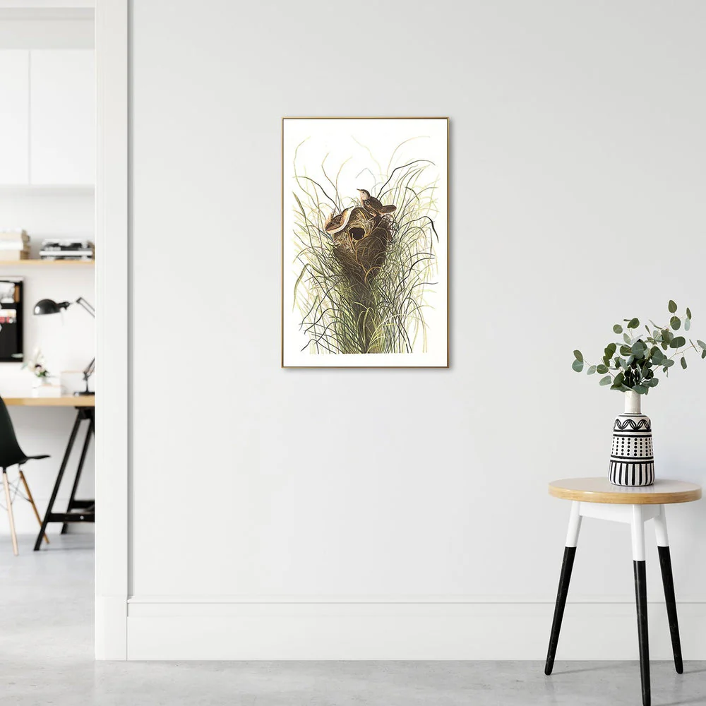 Nuttals Lesser Marsh Wren By, John James Audubon - Image 3