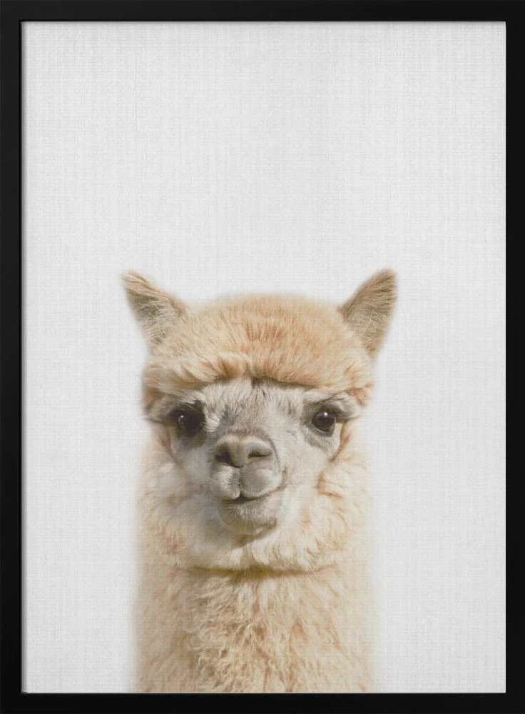 Peekaboo Alpaca - Image 3