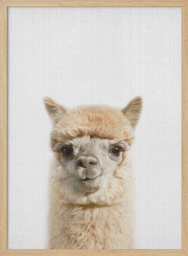 Peekaboo Alpaca - Image 4