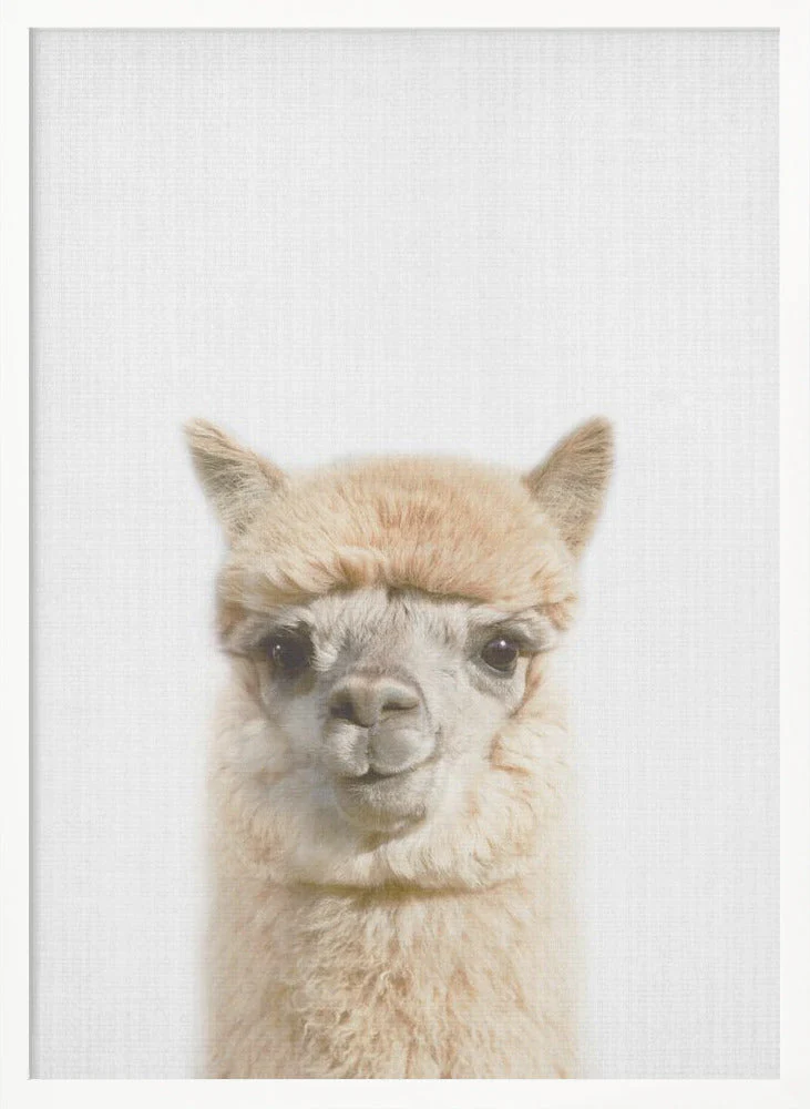 Peekaboo Alpaca - Image 5