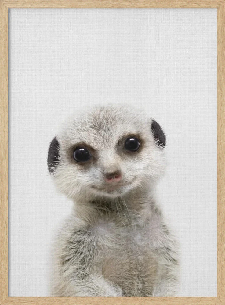 Peekaboo Baby Meerkat - Image 4