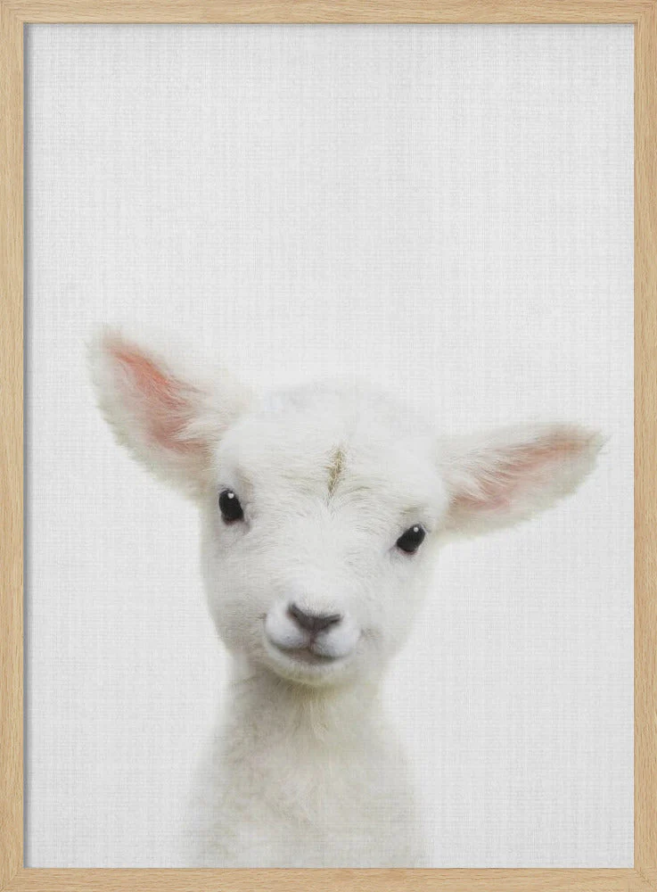 Peekaboo Baby Sheep - Image 4